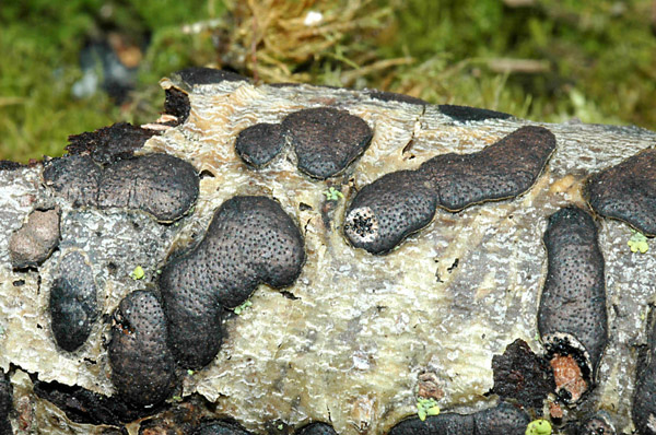 Quiz: tanto comune da passare inosservato